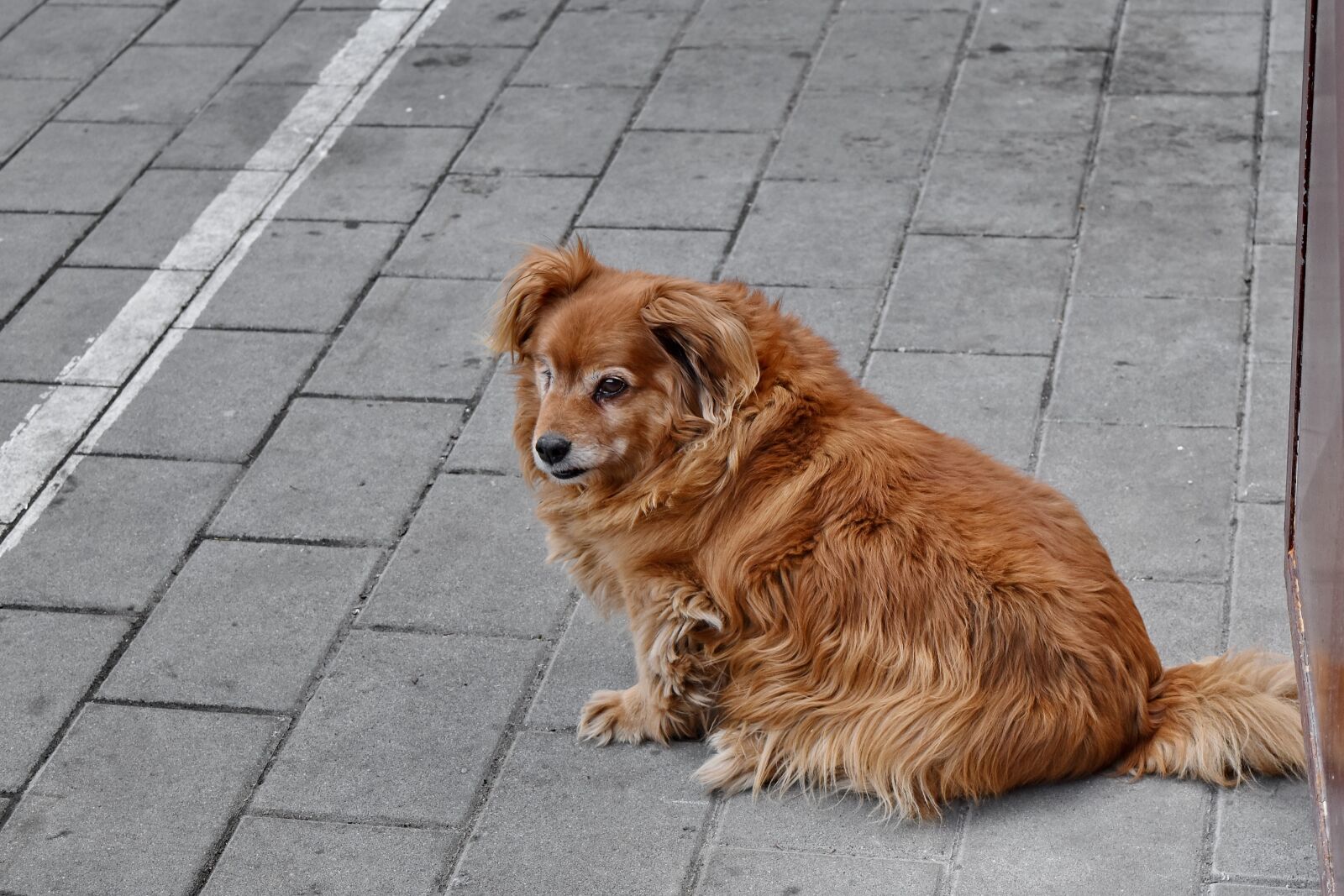 Nikon D5500 sample photo. Canine, puppy, dog, pet photography