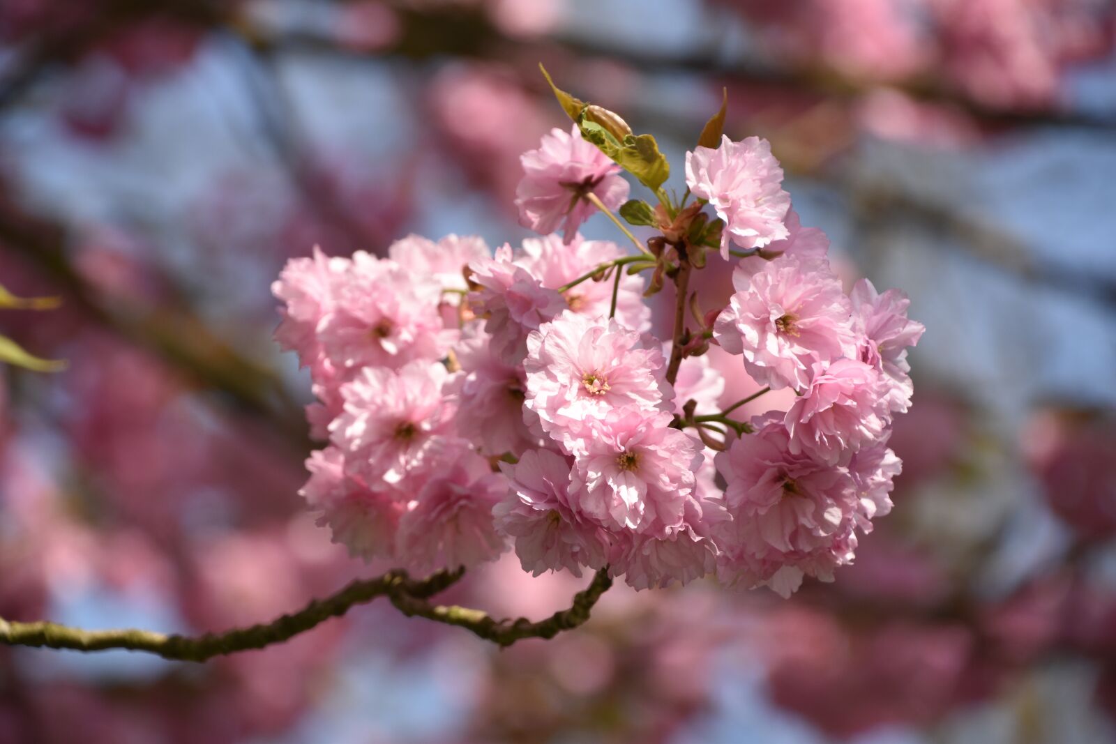 Nikon D5600 sample photo. Flower, cherry, branch photography