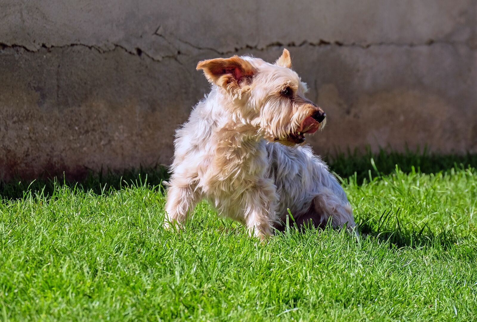 Fujifilm X-T10 + Fujifilm XC 50-230mm F4.5-6.7 OIS sample photo. Dog, yorkshire terrier, small photography