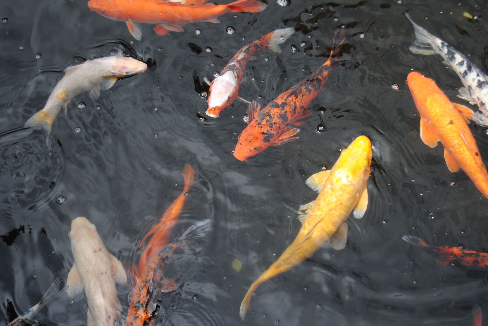 Nikon D3000 sample photo. Fish, pond, park photography
