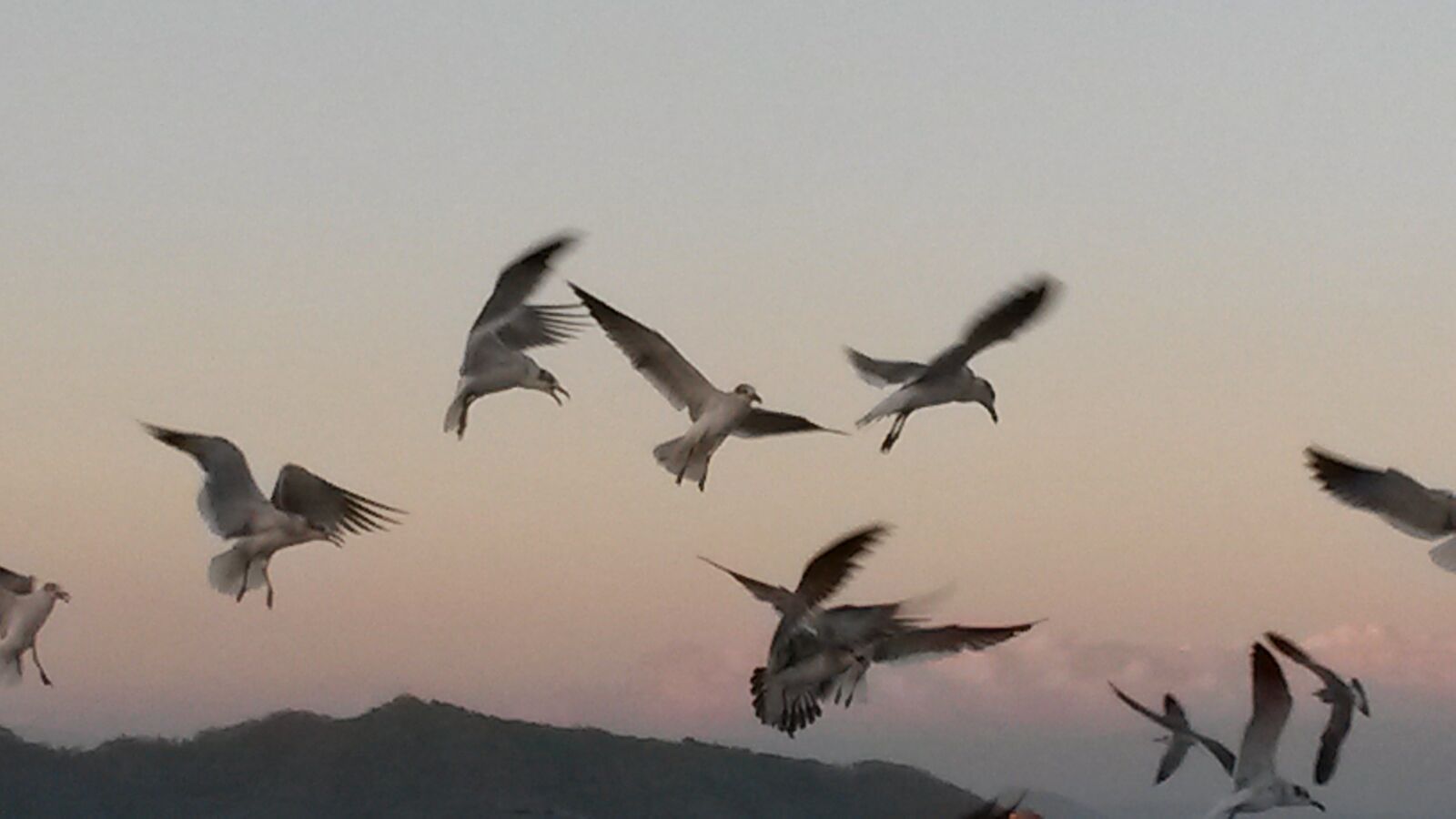 Samsung Galaxy S4 Mini sample photo. Seagulls, ferry, costa rica photography