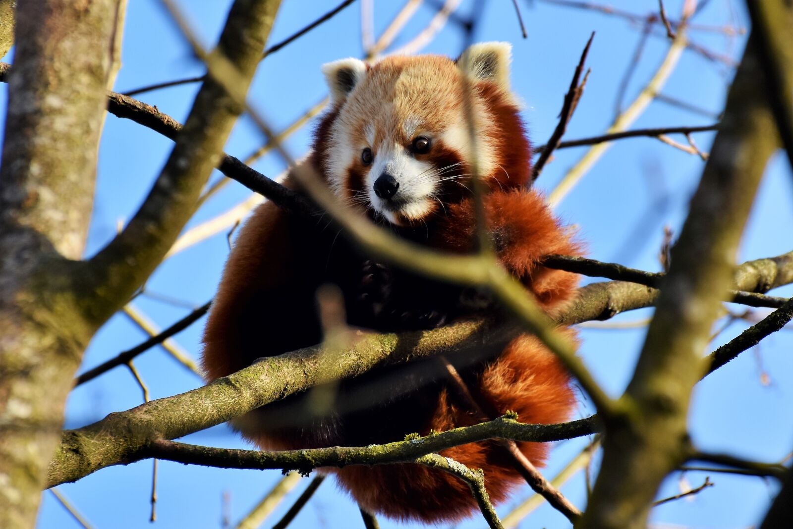 Nikon D7200 sample photo. Panda, brown panda, red photography