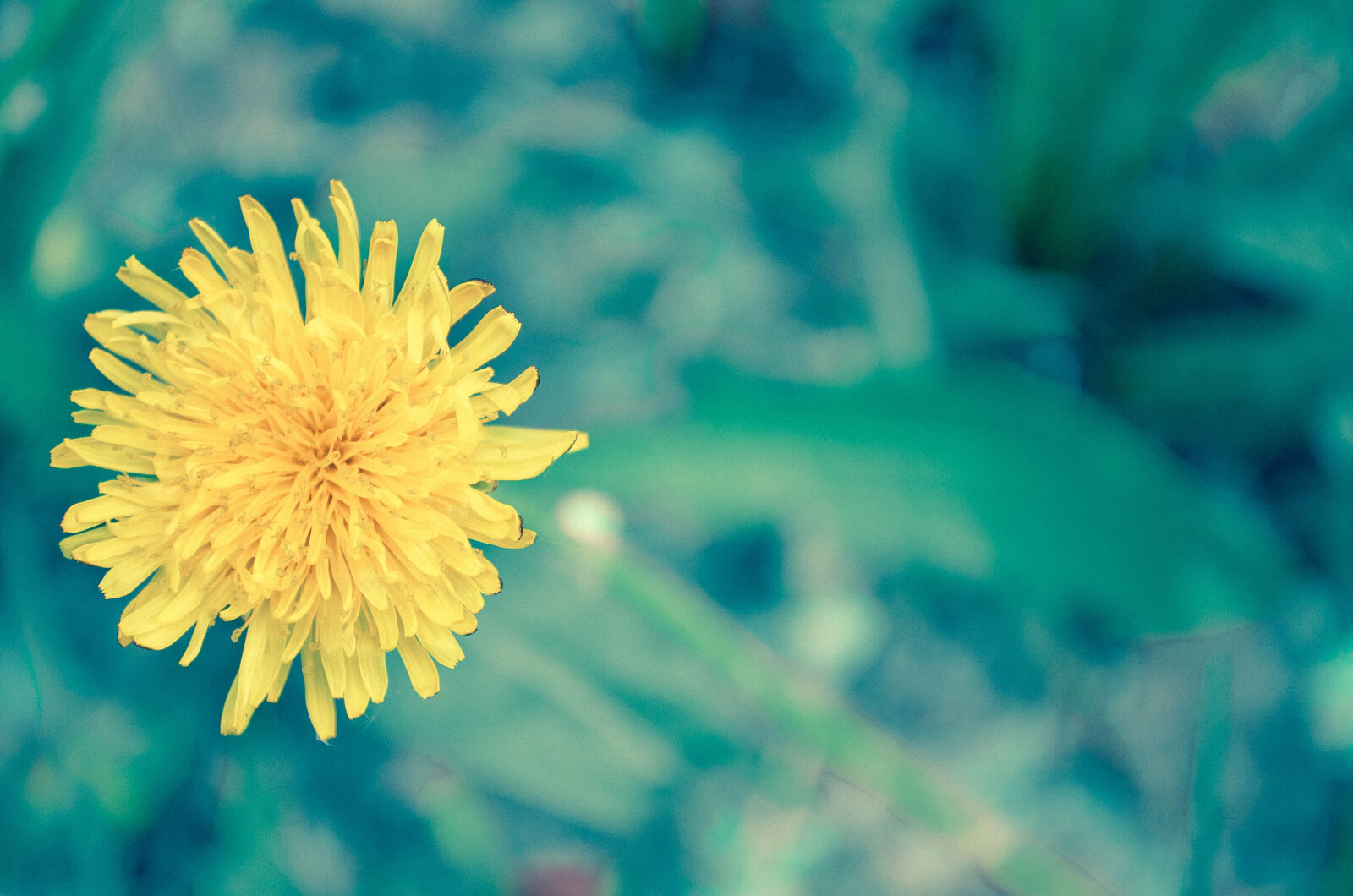 Nikon D5100 sample photo. Close, up, of, yellow photography