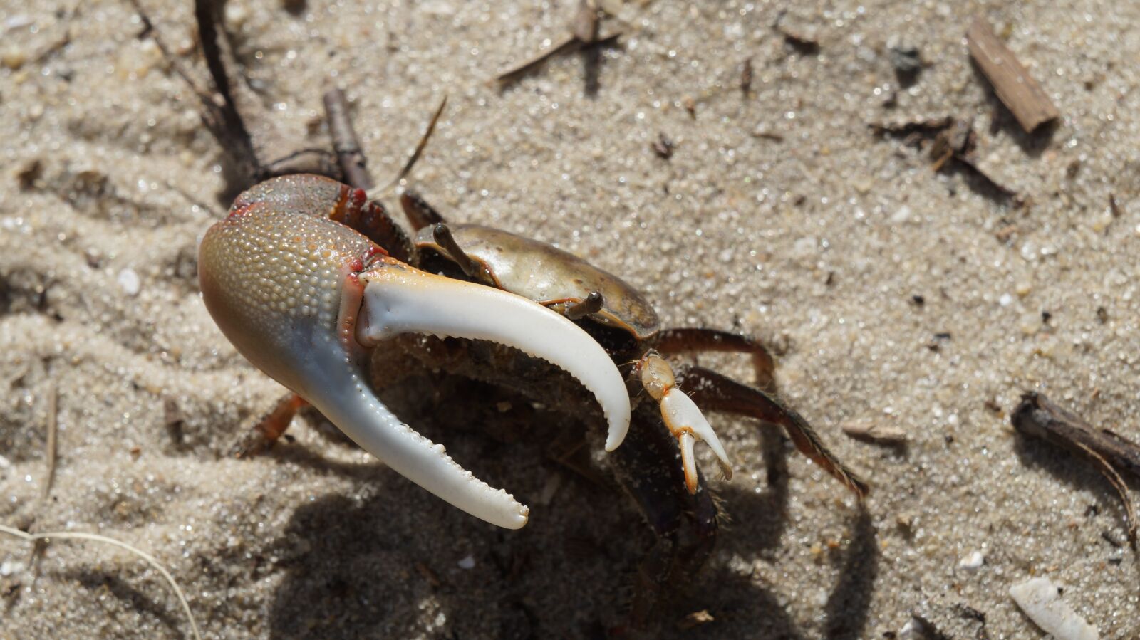 Sony Alpha a3000 + Sony E 18-55mm F3.5-5.6 OSS sample photo. Crab, claw, animal photography