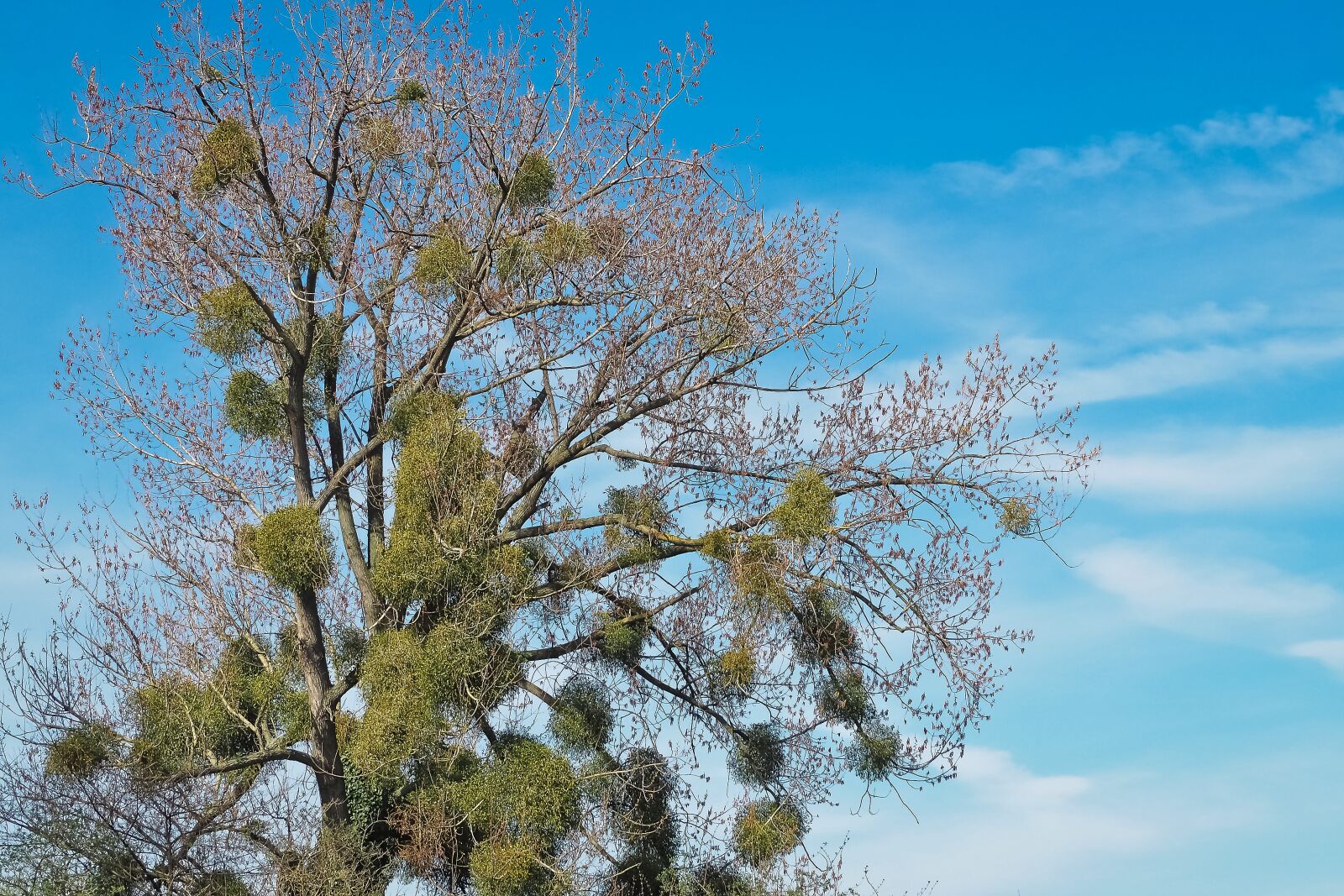 Olympus OM-D E-M10 sample photo. Landscape, meadowlands, tree photography