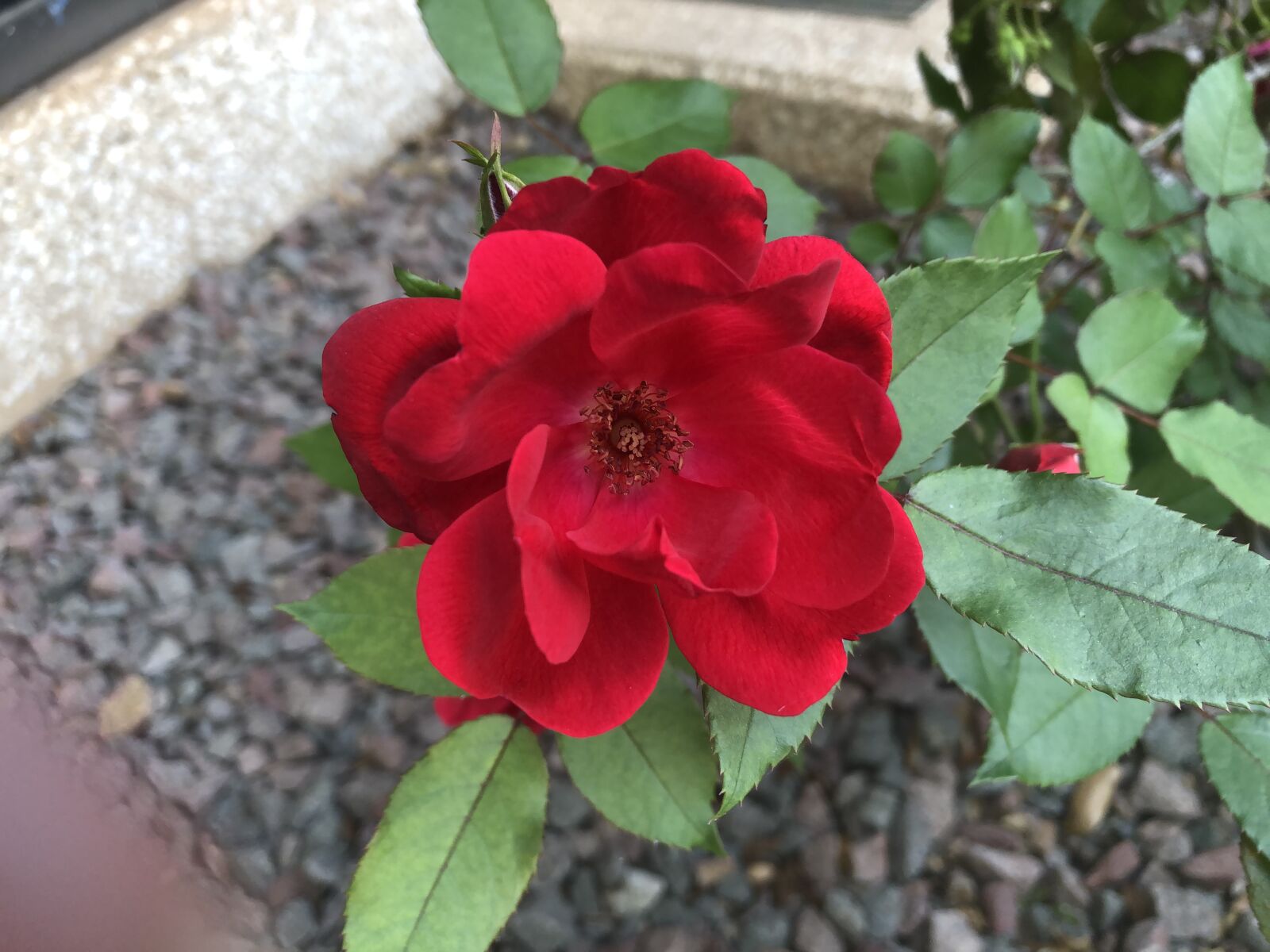 iPhone 8 Plus back dual camera 3.99mm f/1.8 sample photo. Beauty, rose, flora photography