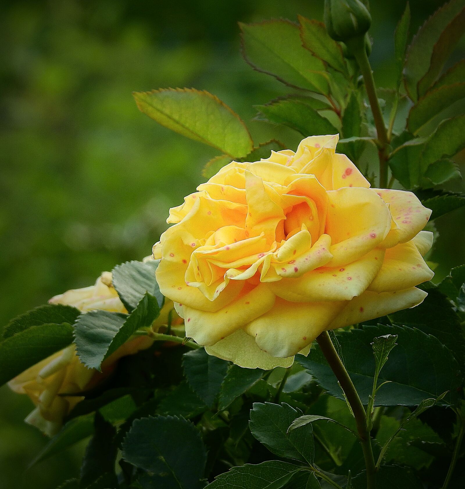 Nikon Coolpix P900 sample photo. Yellow rose, the beauty photography