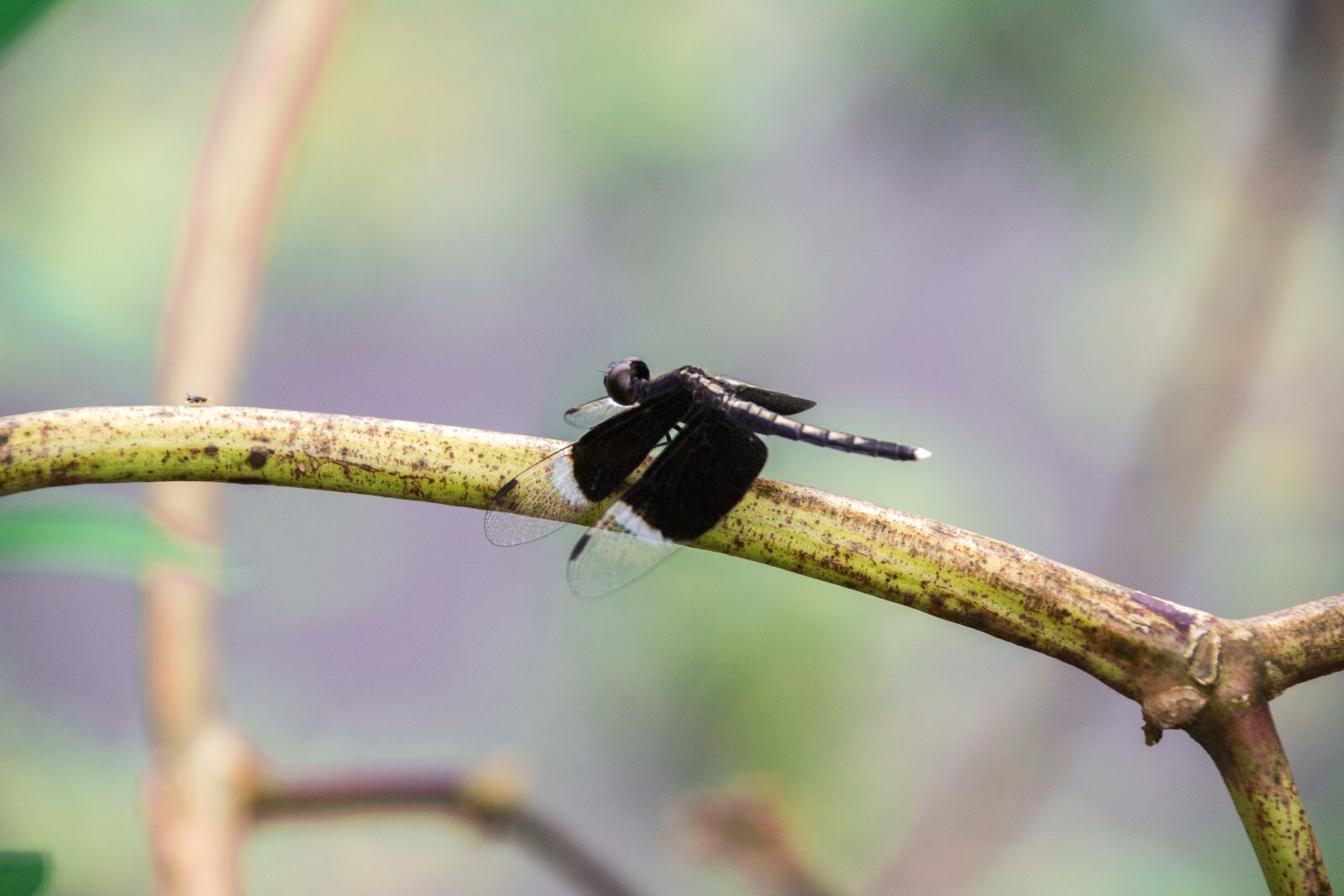 Nikon D5200 sample photo. Dragonfly, butterfly, nature photography