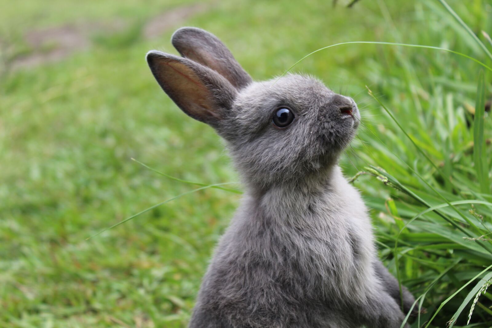Canon EOS 4000D (EOS Rebel T100 / EOS 3000D) sample photo. Rabbit, bunny, easter photography