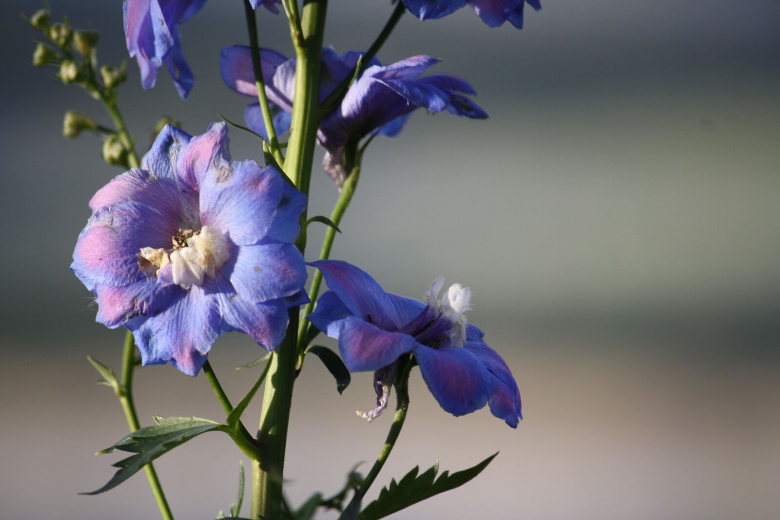 Canon EOS 1000D (EOS Digital Rebel XS / EOS Kiss F) sample photo. Flowers, purple, garden photography