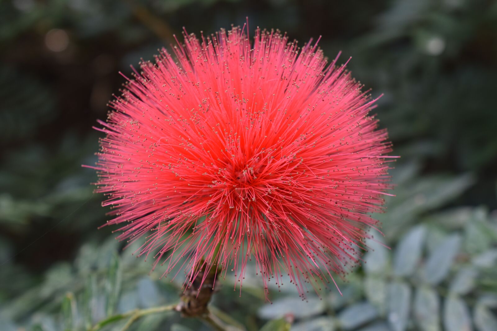 Nikon D3400 sample photo. Pink, peach, fuzzy photography
