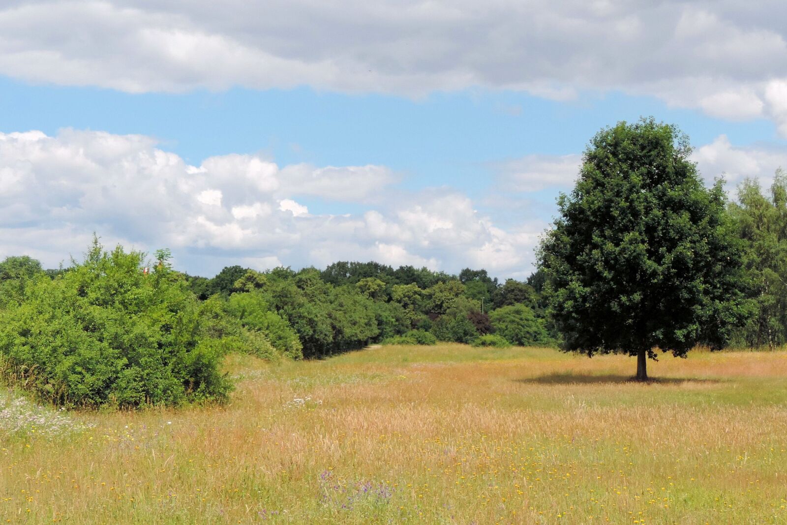 Nikon Coolpix P520 sample photo. Landscape, spring meadow, trees photography
