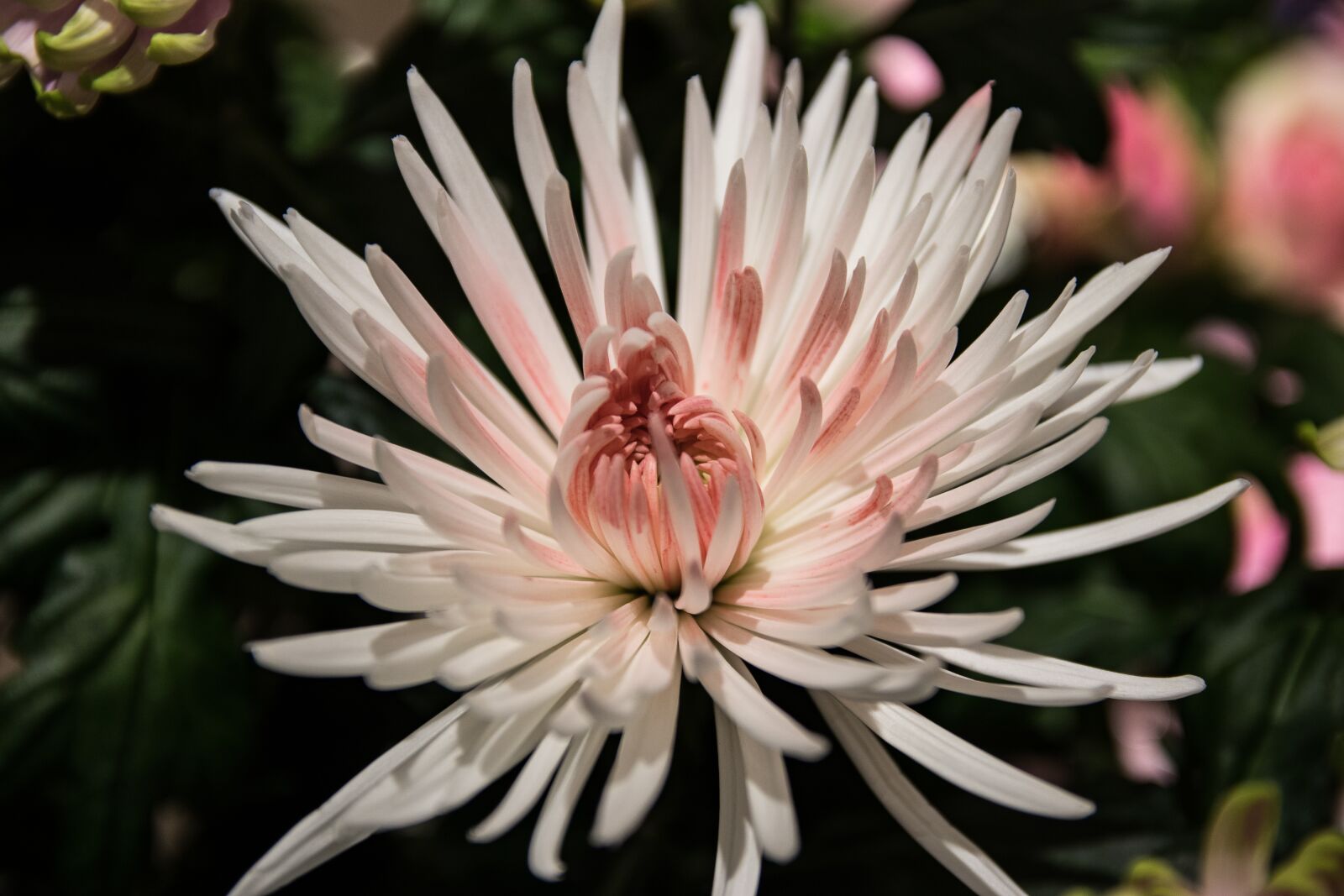 Canon EOS 80D sample photo. Chrysanthemum, flower, blossom photography