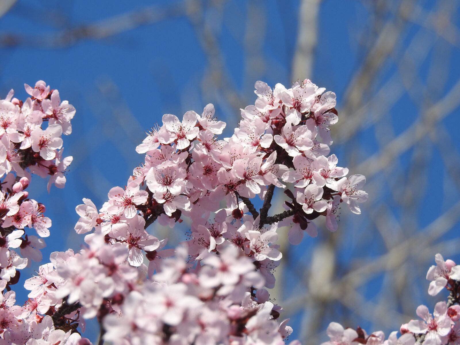 Nikon Coolpix P900 sample photo. Flowering plum tree, spring photography