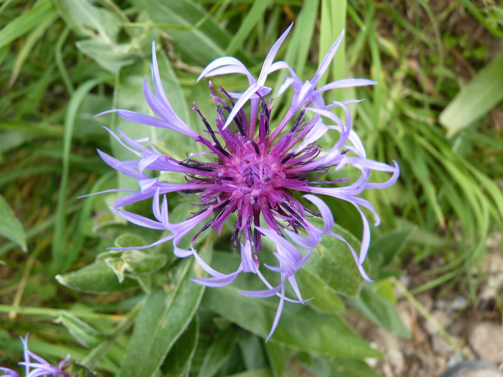 Panasonic Lumix DMC-FZ35 (Lumix DMC-FZ38) sample photo. Flower, wild flower, flora photography