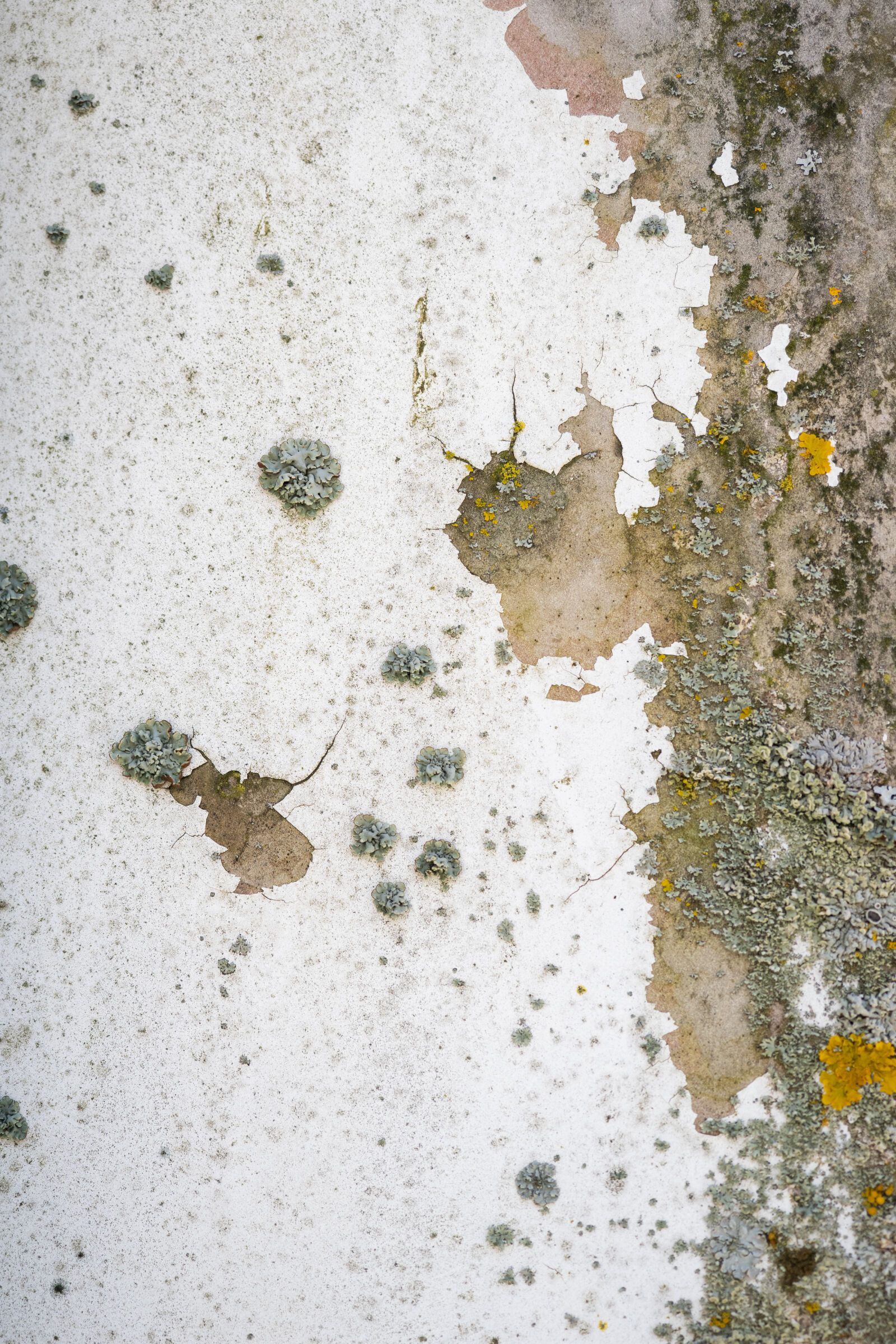 OM System 12-40mm F2.8 PRO II sample photo. Lichen wall photography