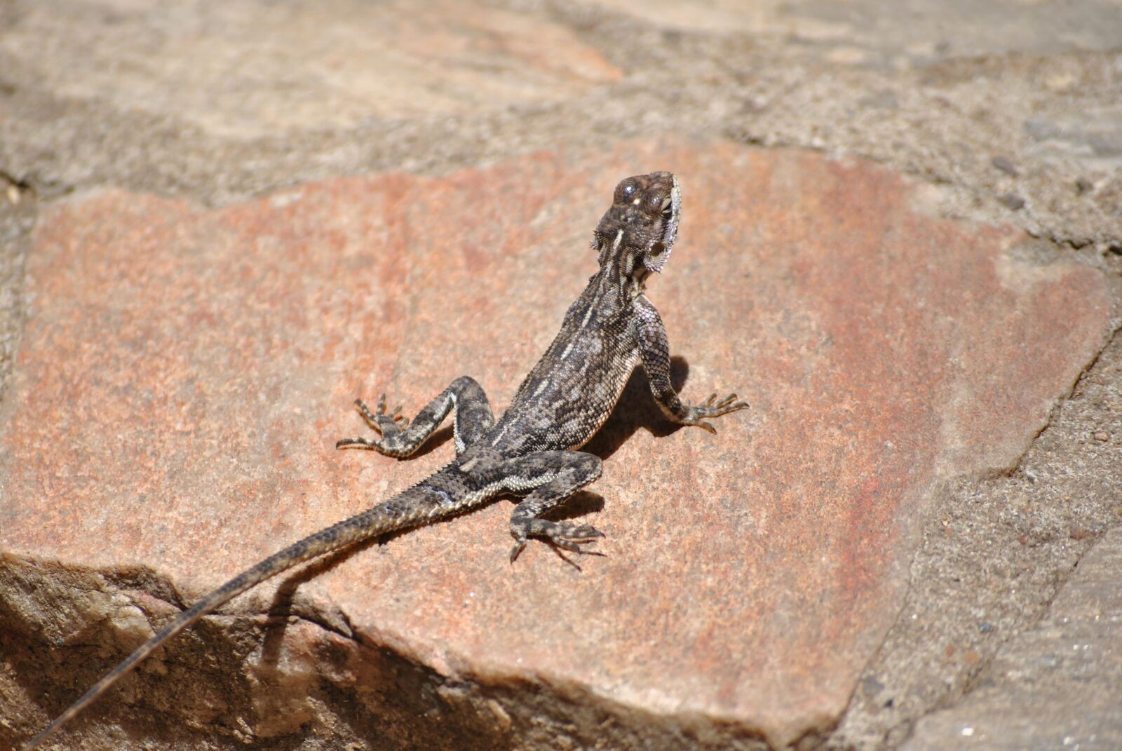 Nikon D3000 sample photo. Gecko, lizard, salamander photography