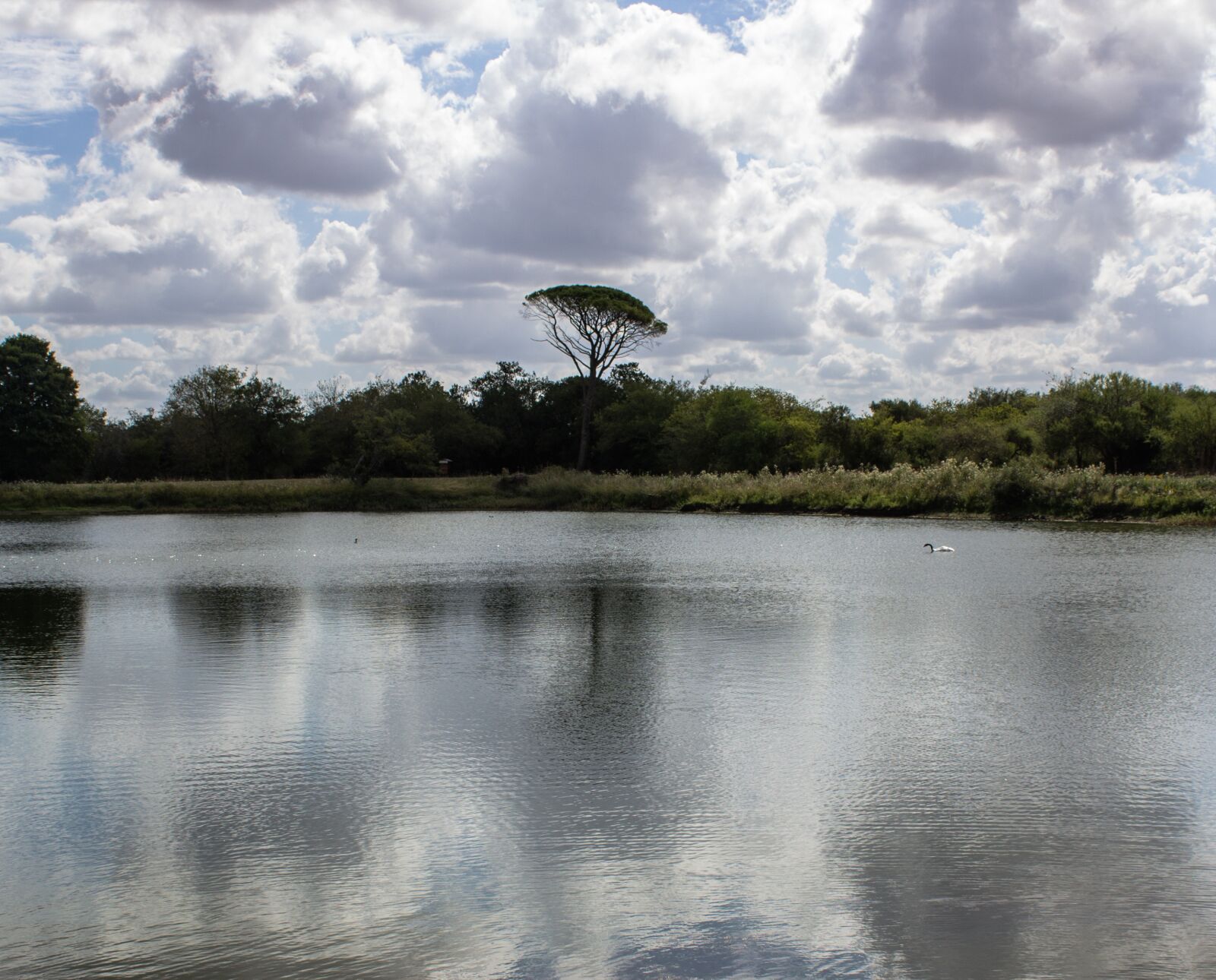 Canon EOS 1200D (EOS Rebel T5 / EOS Kiss X70 / EOS Hi) sample photo. Lake, tree, argentina photography
