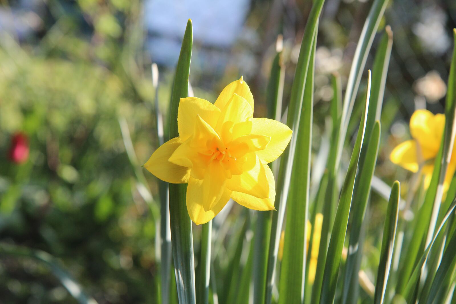 Canon EOS 600D (Rebel EOS T3i / EOS Kiss X5) sample photo. Narcissus, daffodils, spring-flowering photography