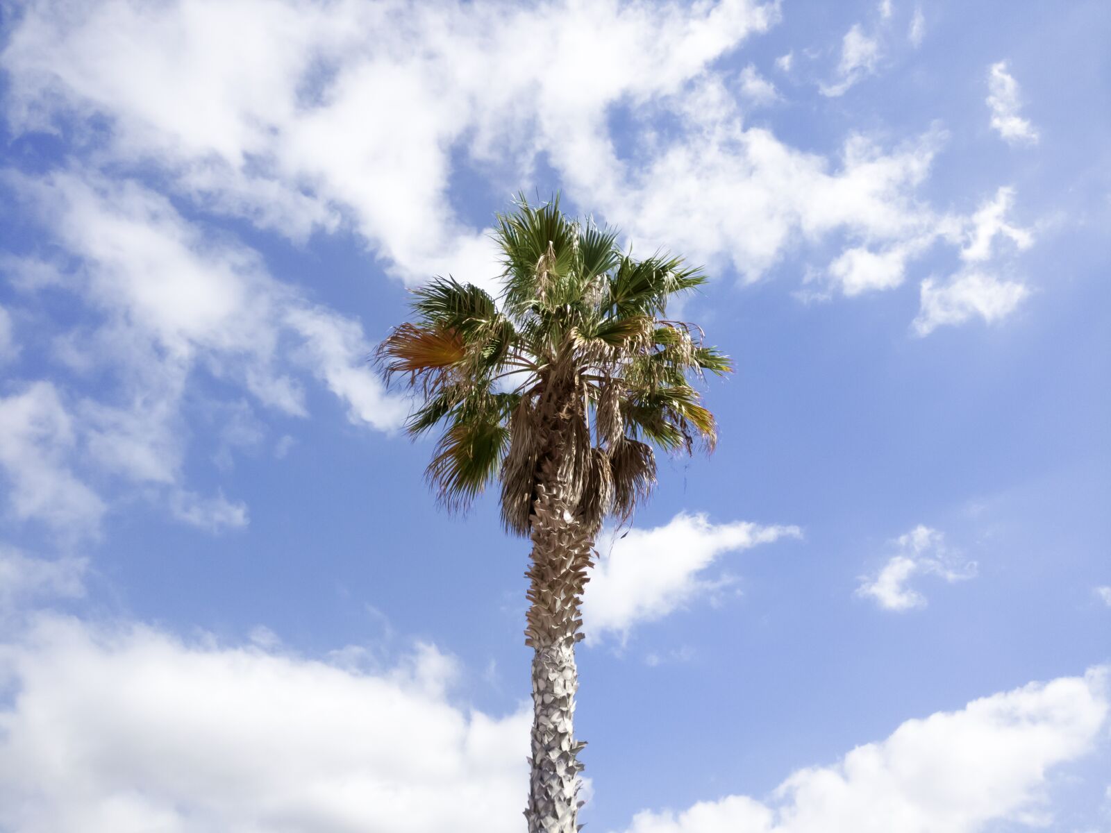 OnePlus A3003 sample photo. Palm, tree, sky photography