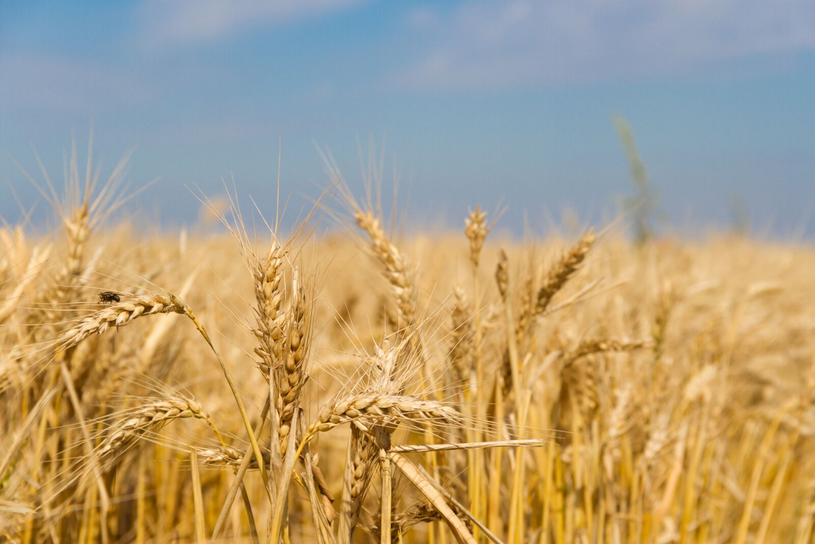 Canon EOS 7D sample photo. Wheat, wheat field, plantation photography