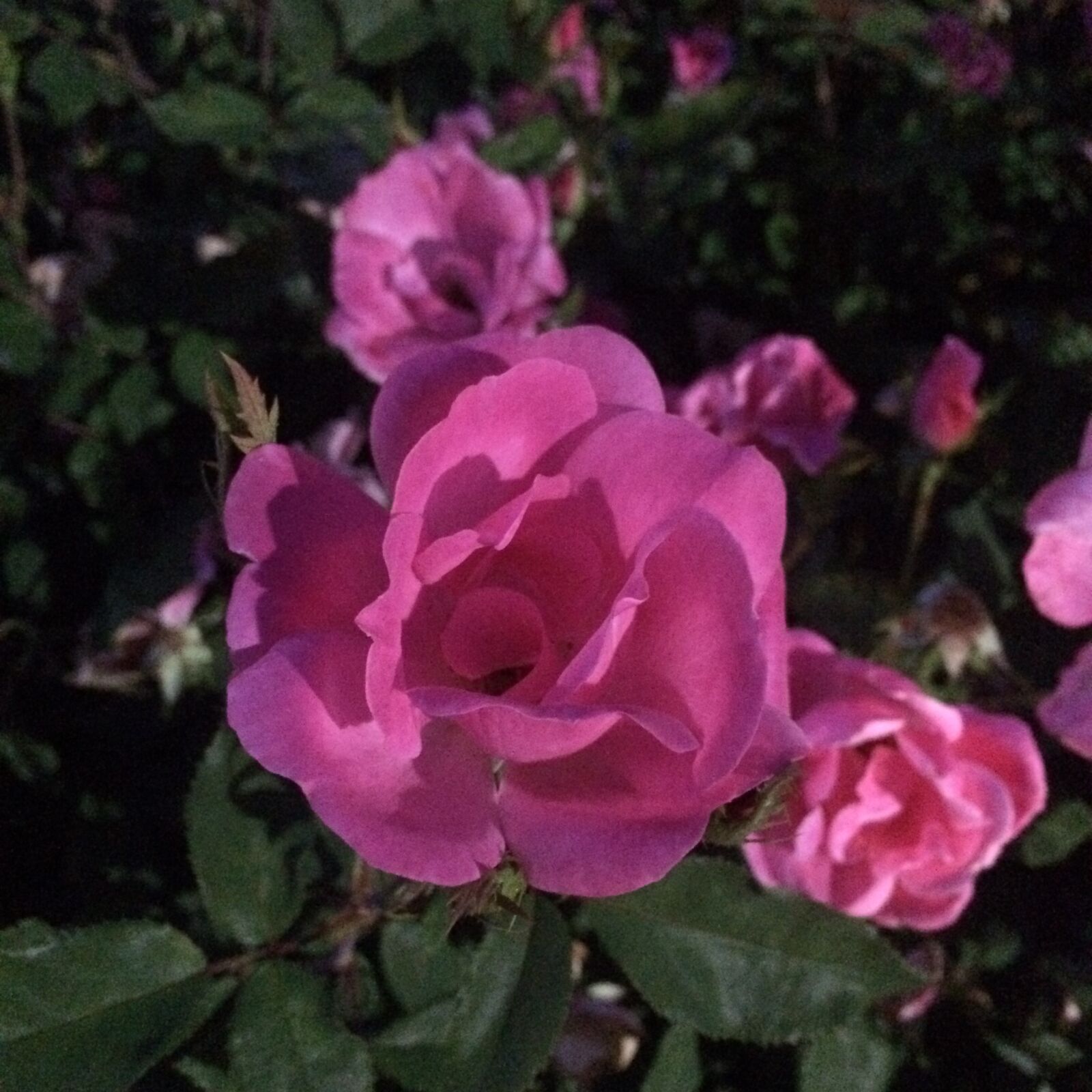 iPhone 5s back camera 4.15mm f/2.2 sample photo. Flowers photography