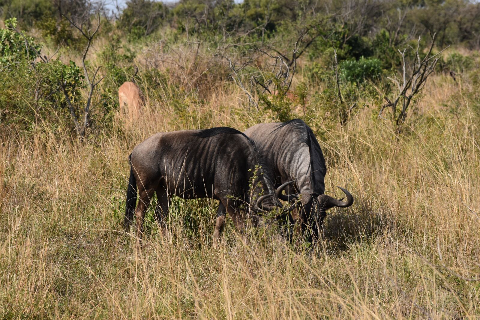 Nikon D7200 sample photo. Wildebeest, south africa, big 5 photography