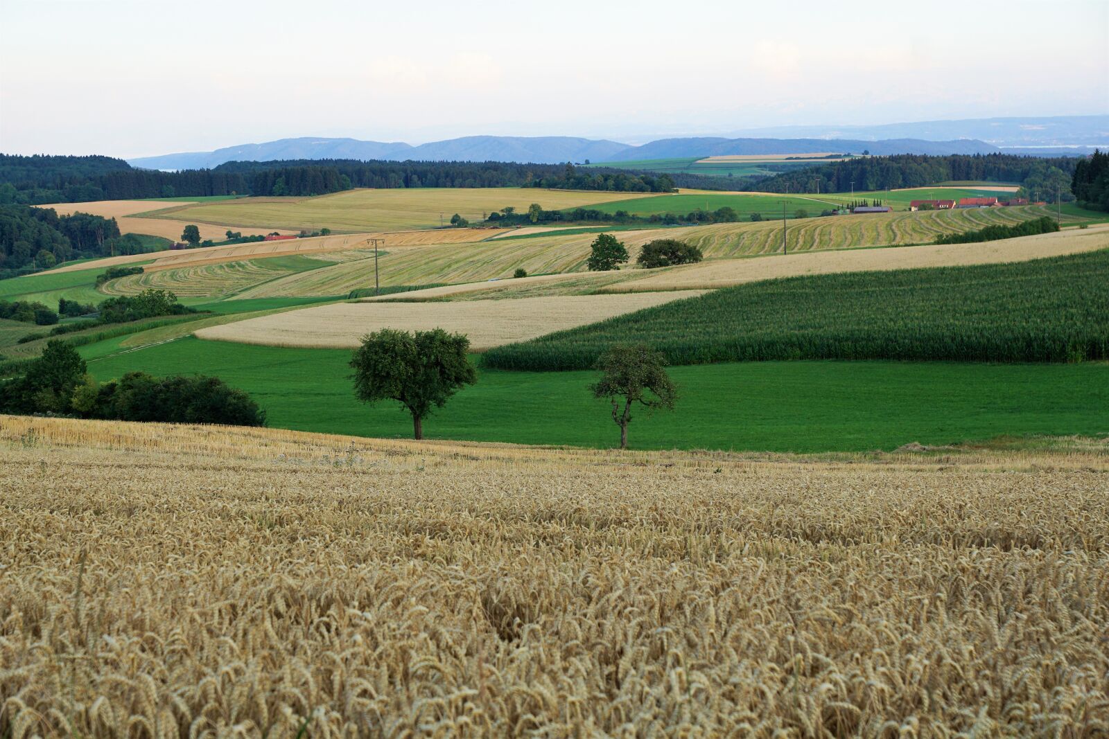 Sony ILCA-77M2 + Sony DT 16-50mm F2.8 SSM sample photo. Grain, field, bread photography
