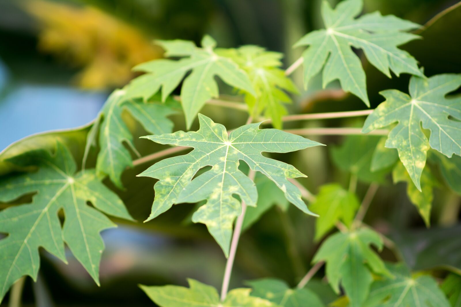 Nikon D5200 sample photo. Tree, green, nature photography