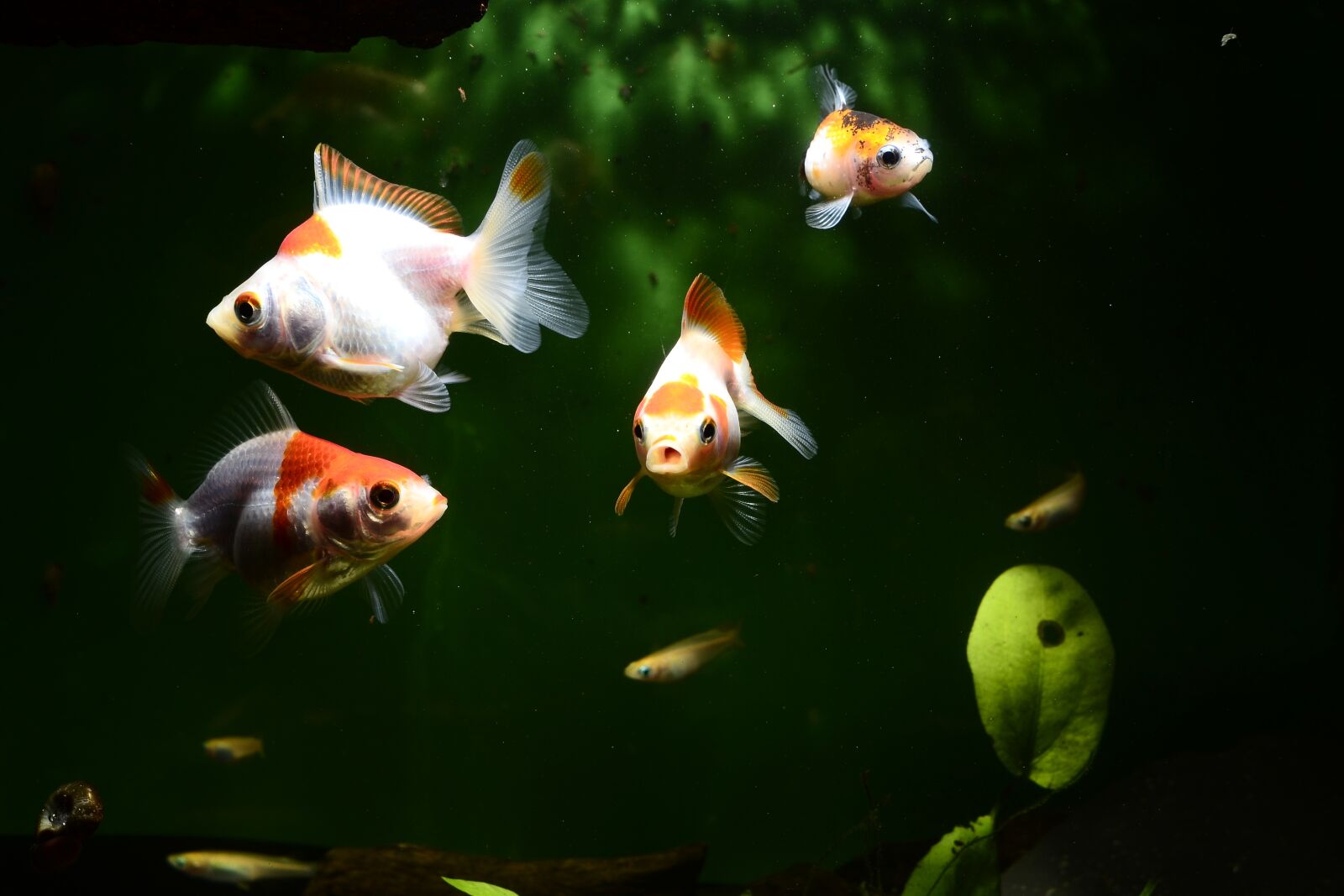 Nikon D3100 sample photo. Goldfish, fish, aquarium photography