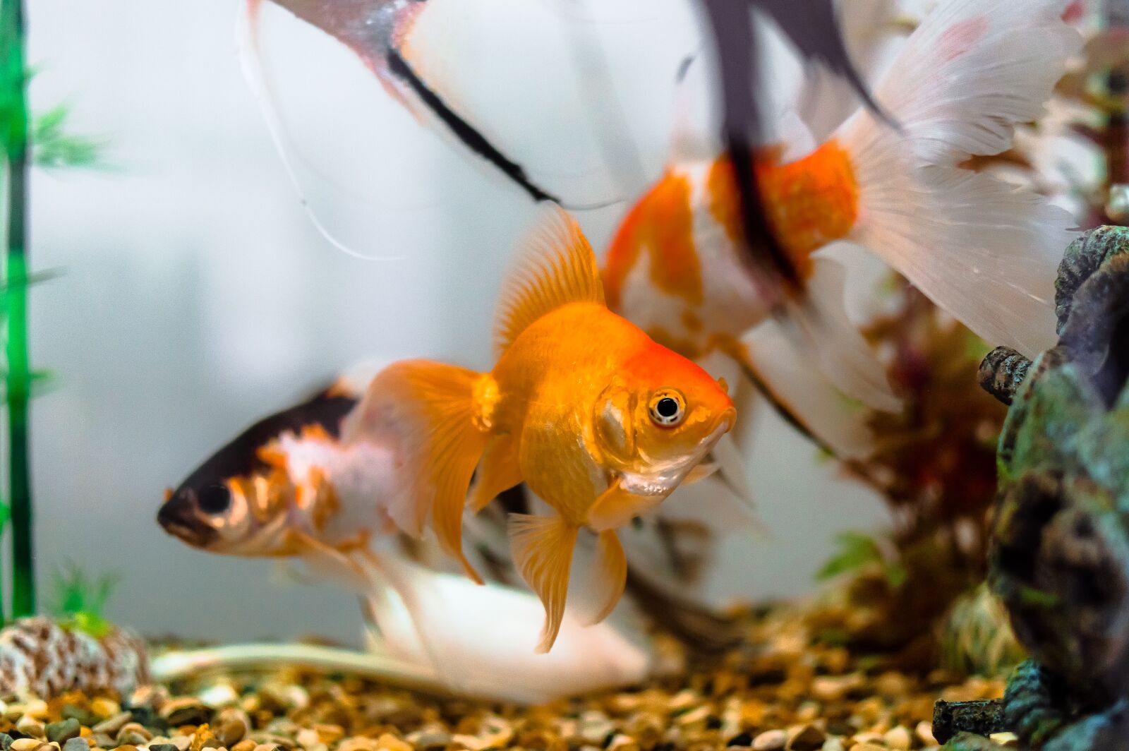 Nikon D3200 sample photo. Aquariums, color, dancer fish photography