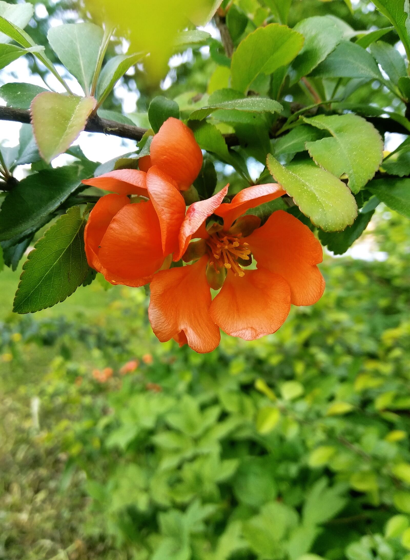 Xiaomi Redmi Note 4 sample photo. Shrub, flowers, inflorescences photography