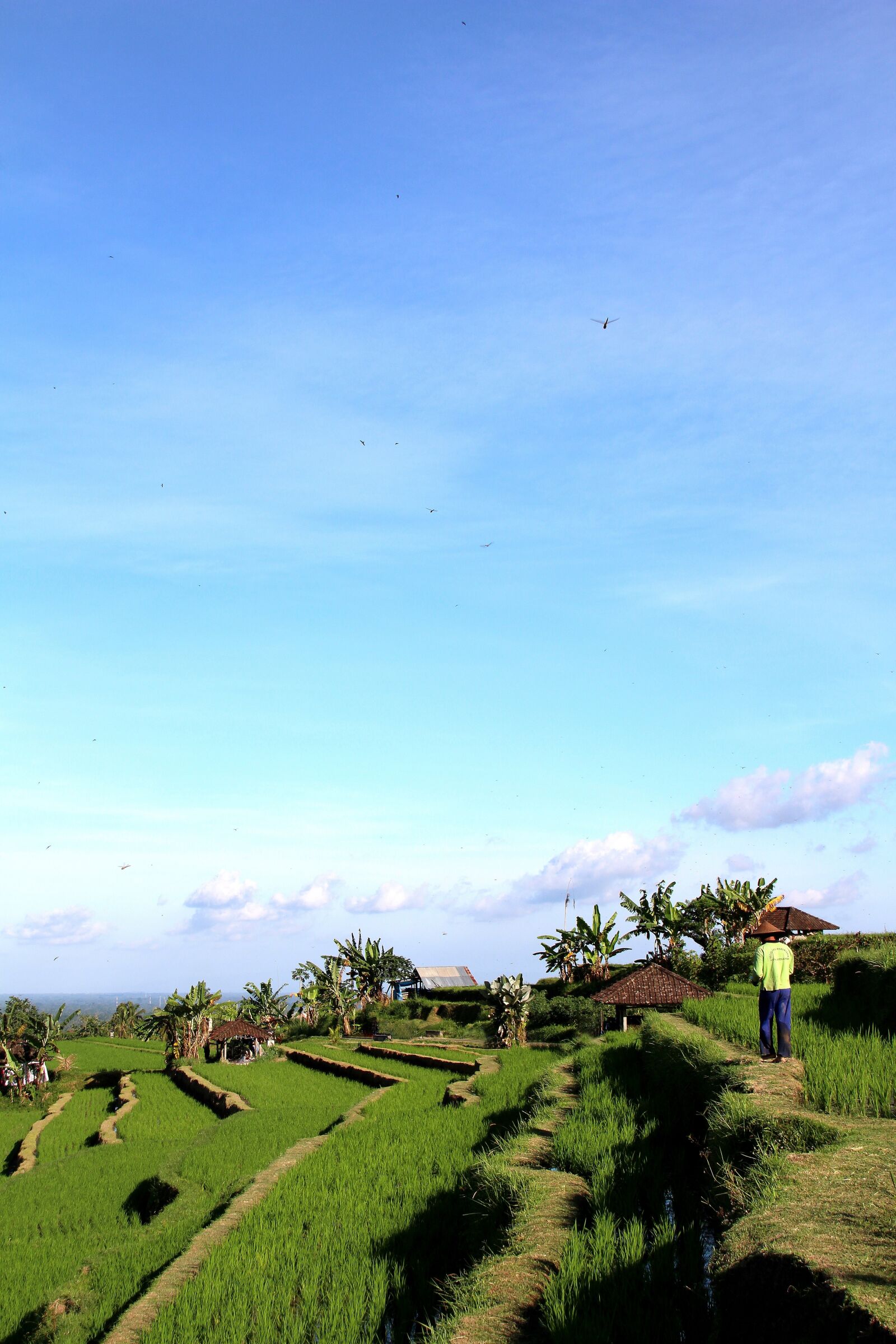 Canon EOS 700D (EOS Rebel T5i / EOS Kiss X7i) sample photo. Bali, rice fields, jatiluwih photography