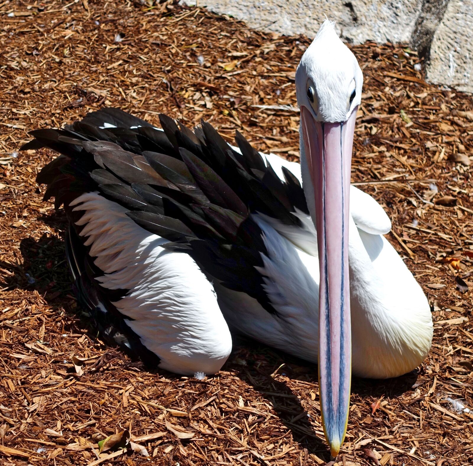 Sony Cyber-shot DSC-RX100 III sample photo. Pelican, waterbird, pelecanus photography