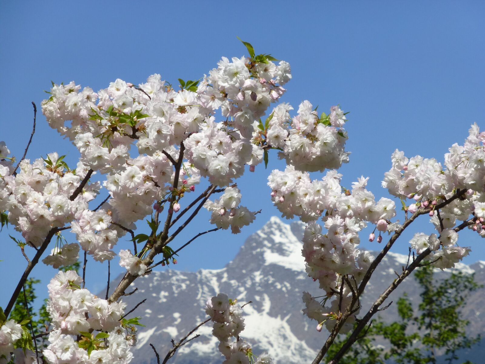 Panasonic DMC-TZ31 sample photo. Spring, mountain, snow photography