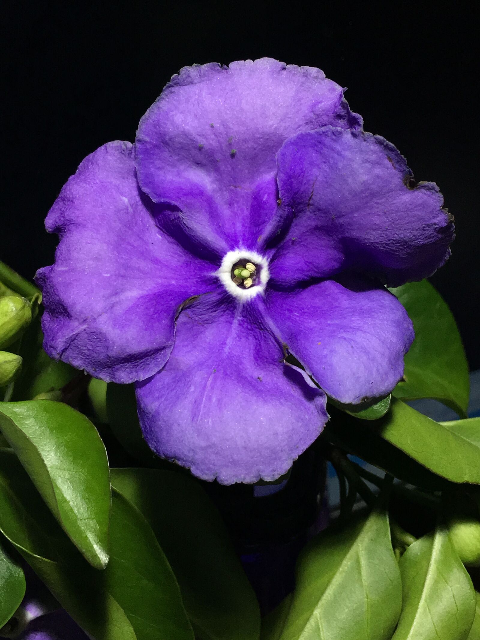 iPhone 6s Plus back camera 4.15mm f/2.2 sample photo. Jasmine, violet flower, petals photography