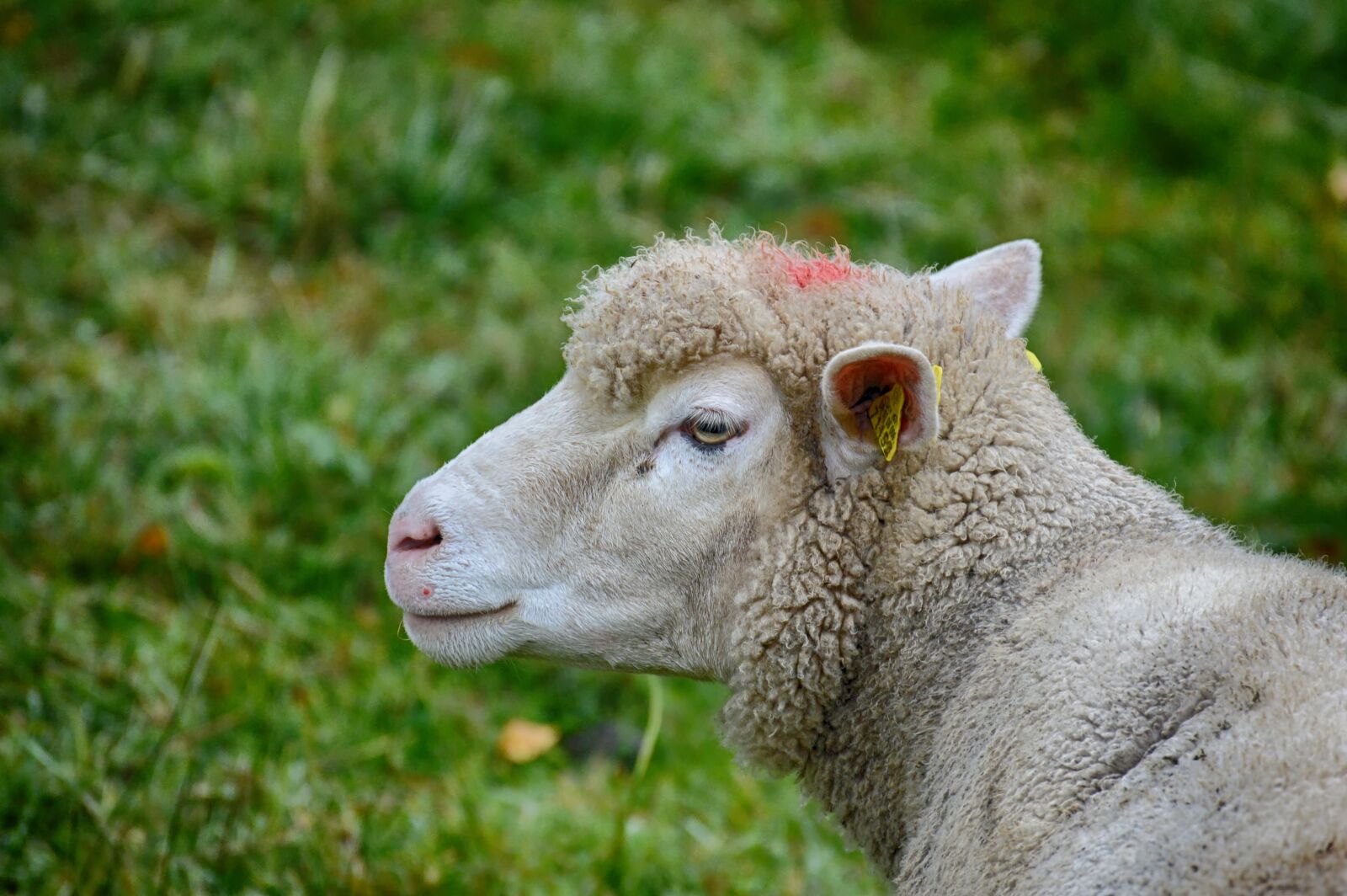Nikon D3200 sample photo. Sheep, pasture, wool photography