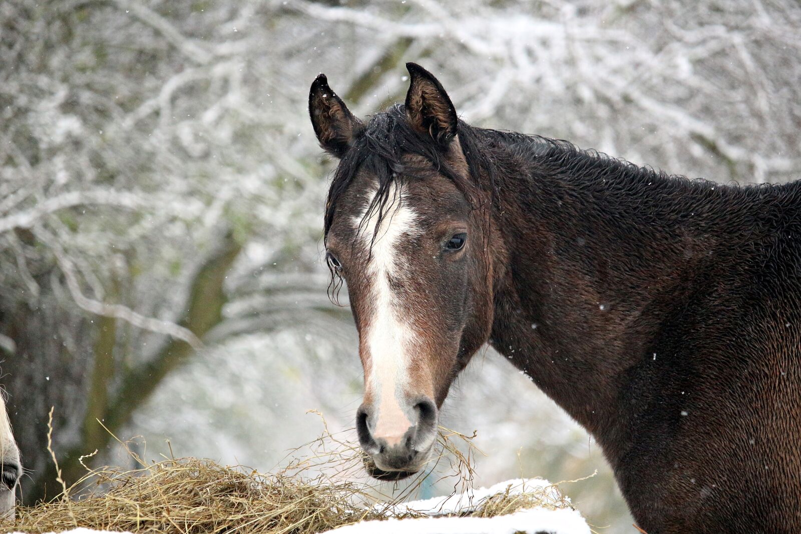 Canon EOS 100D (EOS Rebel SL1 / EOS Kiss X7) sample photo. Horse, snow, winter photography