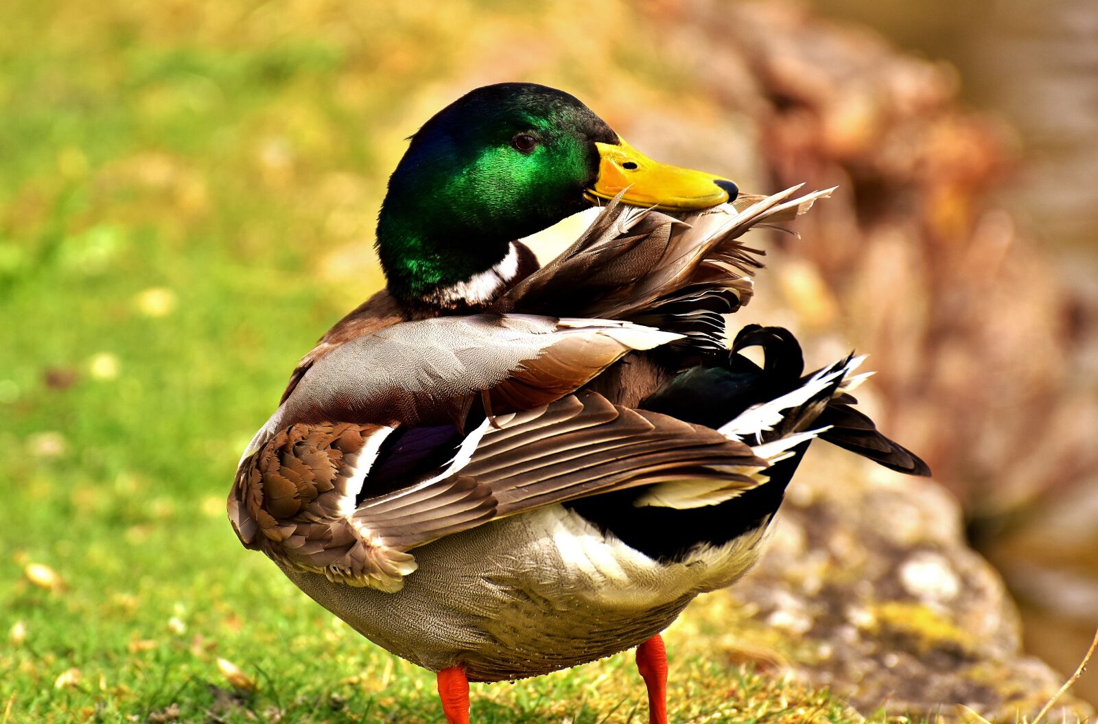 Nikon D7200 sample photo. Mallard, drake, colorful photography