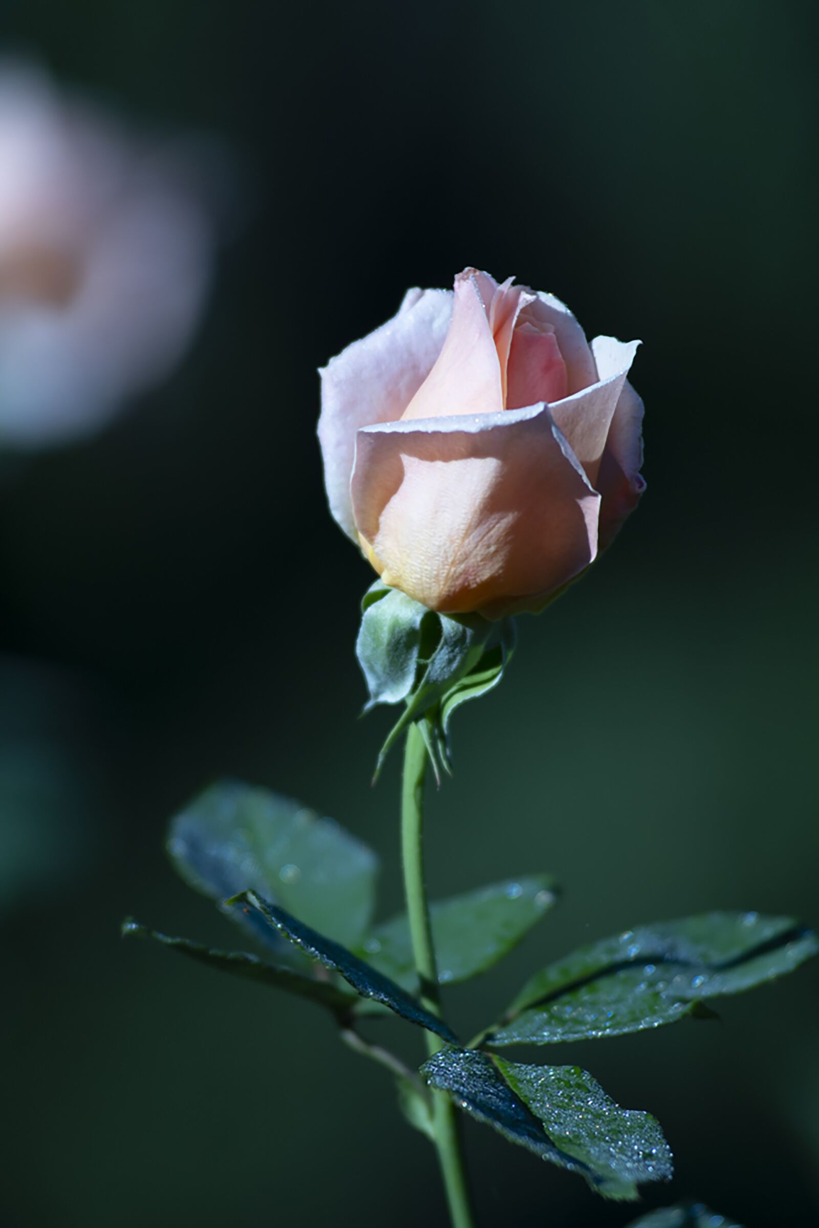 Nikon D7500 sample photo. Rose, bud, flower photography
