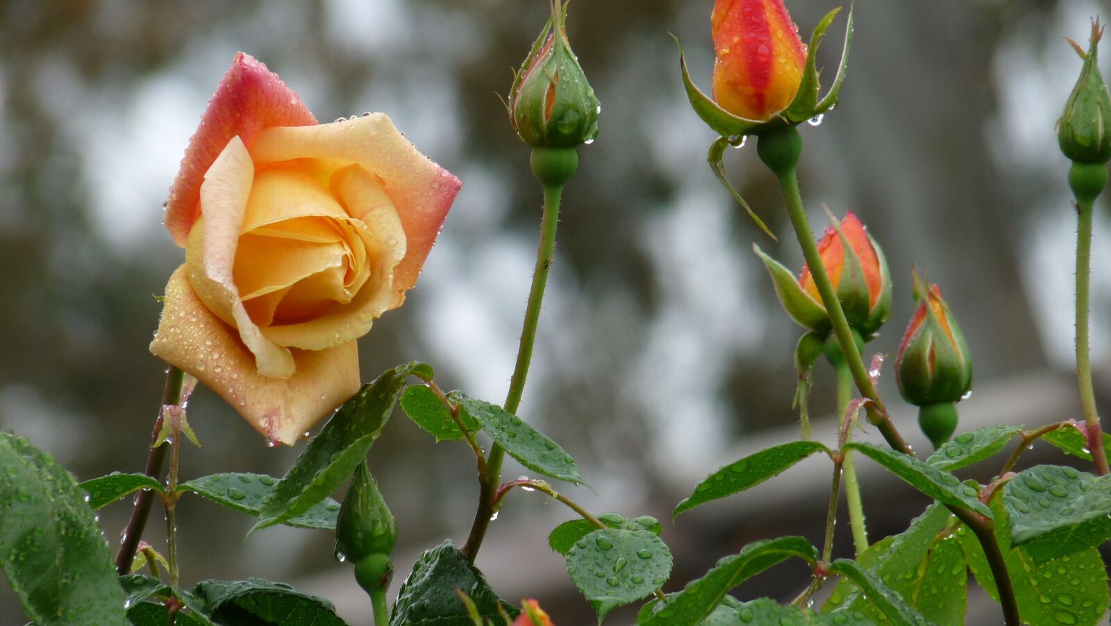 Panasonic Lumix DMC-FZ28 sample photo. Roses, flowers, fragrant photography