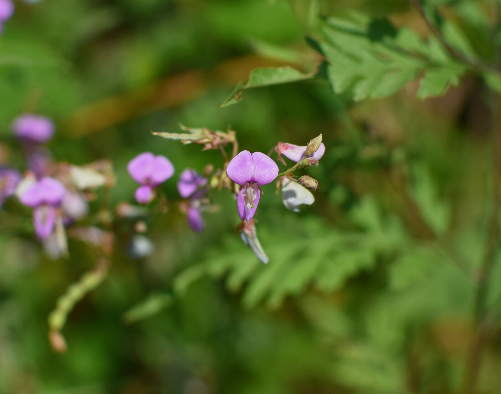 Nikon D3300 sample photo. Wild sweet pea, wildflower photography