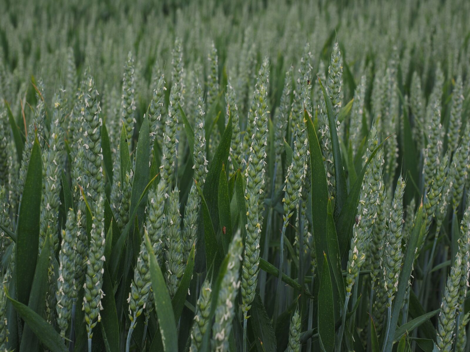 Olympus OM-D E-M1 + Olympus M.Zuiko Digital ED 12-40mm F2.8 Pro sample photo. Wheat field, wheat, wheat photography