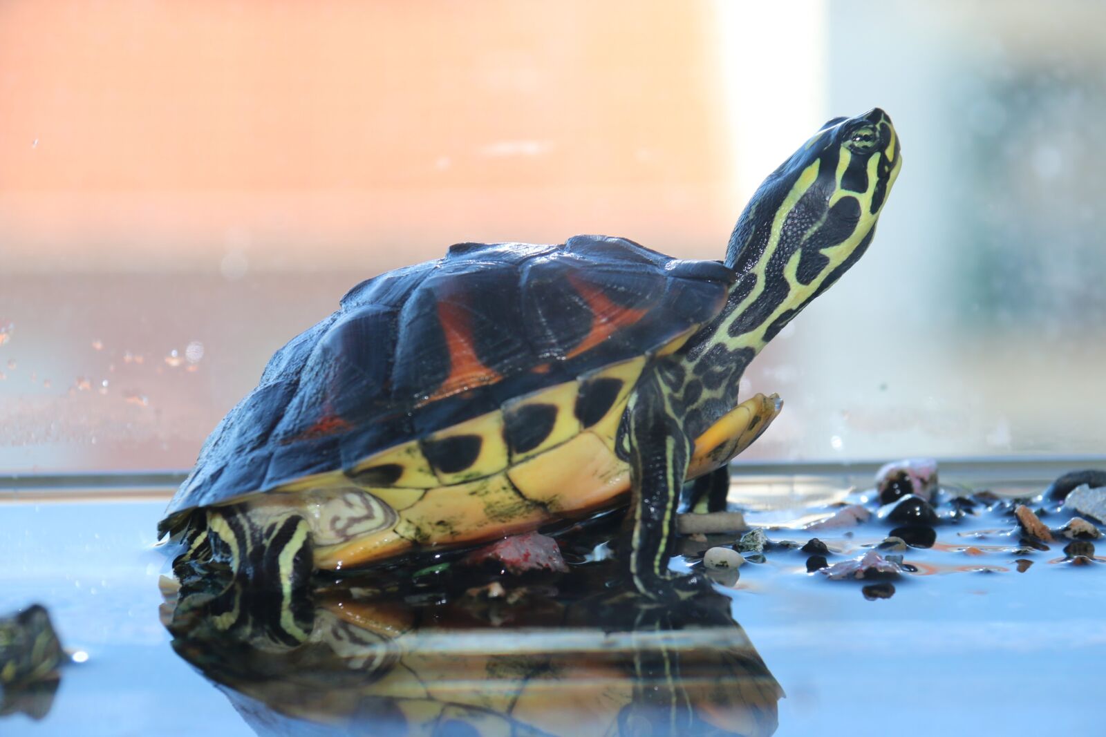 Canon EF-S 18-200mm F3.5-5.6 IS sample photo. Turtle, aquarium, water photography
