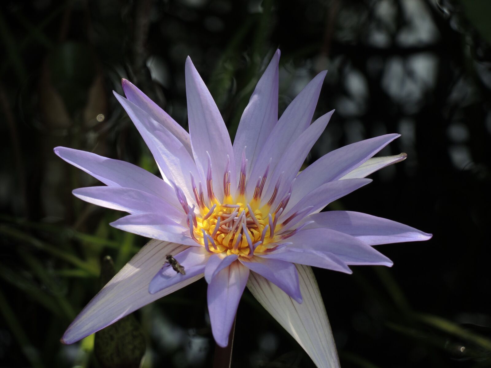 Nikon Coolpix P7800 sample photo. Flower, blossom, macro photography