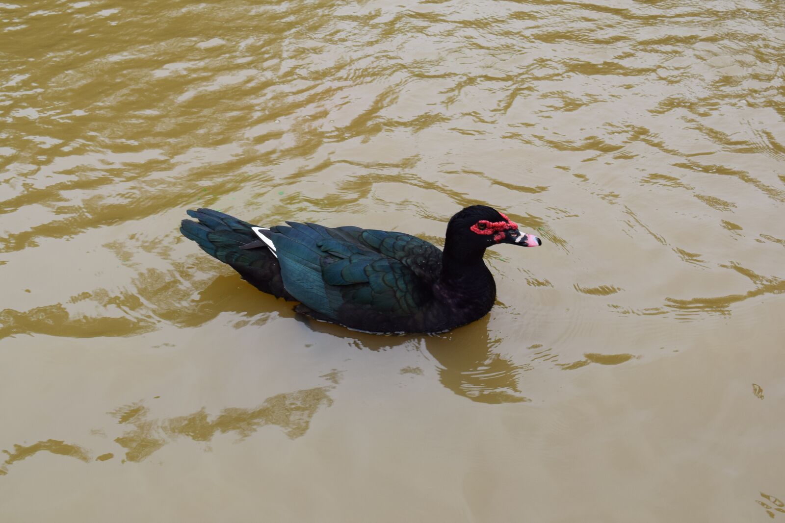 Nikon D3300 sample photo. Duck, bird, nature photography