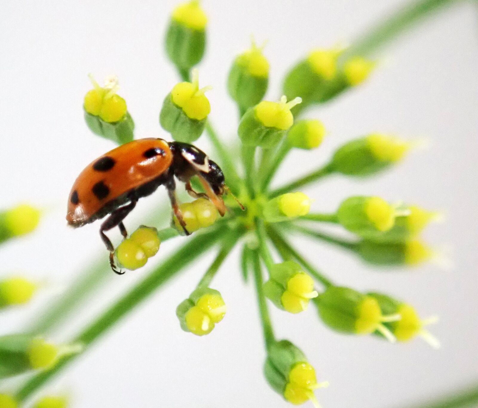 Olympus TG-5 sample photo. Ladybug, insect, spotted photography