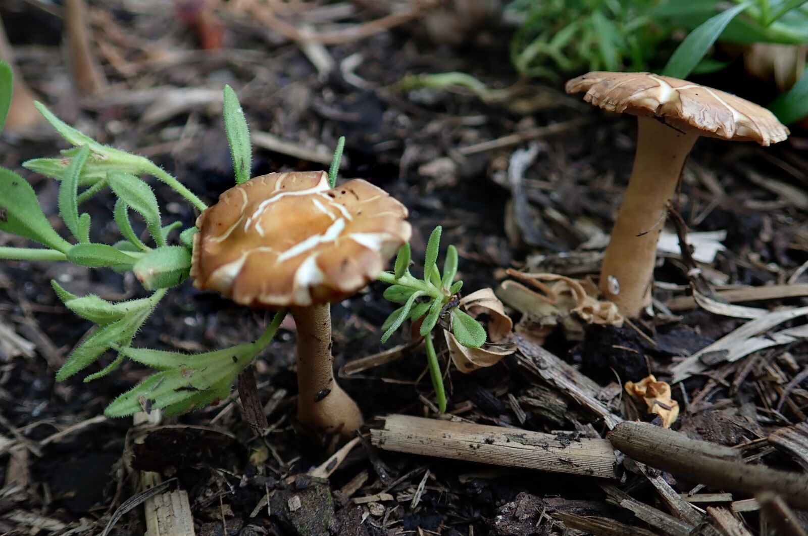Olympus TG-5 sample photo. Mushrooms, fungi, toadstool photography