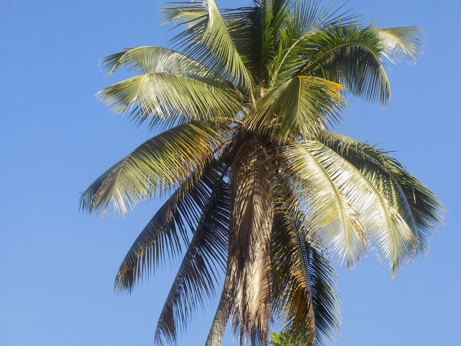 Nikon COOLPIX L340 sample photo. Coconut, tree, nature, nature photography