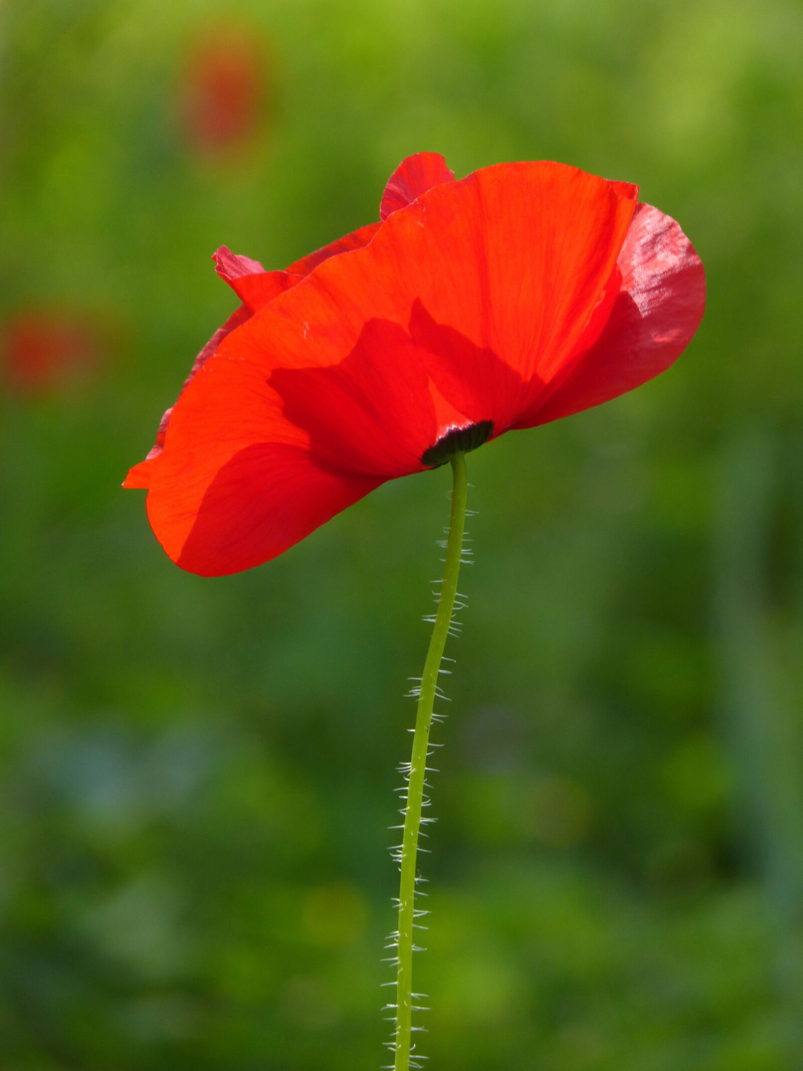 Panasonic DMC-FZ62 sample photo. Poppy, ababol, flower photography